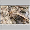 Panolis flammea - Forleule 02.jpg